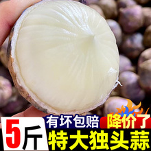 2025新云南独头蒜特大蒜头新鲜紫皮独蒜理湿珍珠辣八干蒜当季蔬菜