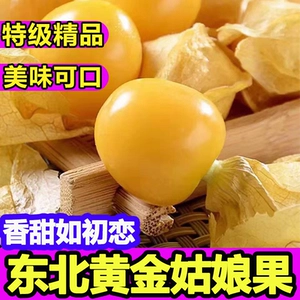 [精品东北姑娘果应当季新鲜罕见水果黄洋红花菇娘果特大果整箱包邮]