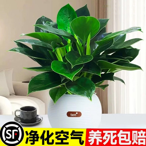 金钻盆栽绿萝箩花卉植物室