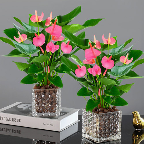 粉掌白掌一帆风顺盆装水培好养活