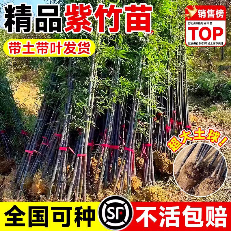 紫竹苗矮化观赏紫竹老根庭院室外耐寒热竹子苗盆栽紫气东来竹绿植