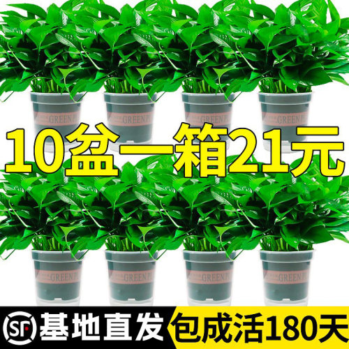 水培绿萝办公室花卉好养护