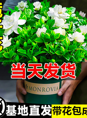 栀子花盆栽花卉室内带花苞客厅枝绿萝植物好养易活树苗大全四季