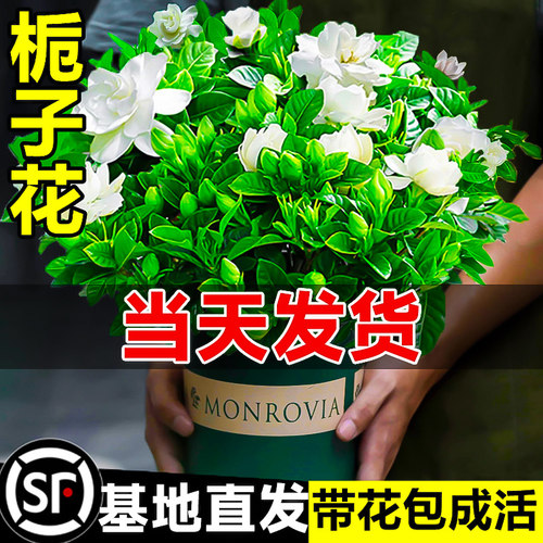 栀子花带花苞绿植好养盆栽