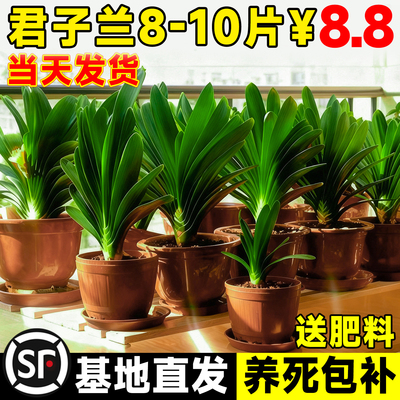 包成活=30天内免费补发