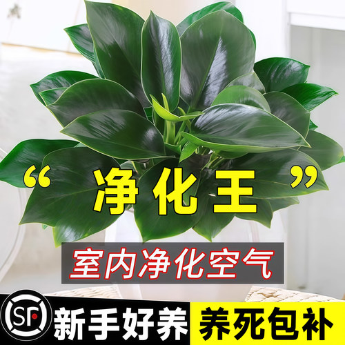 金钻盆栽绿萝箩室内植物花