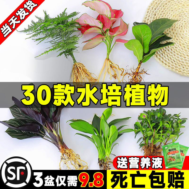 水培植物富贵竹绿萝萝室内盆栽好养客厅花卉桌面玻璃鱼缸水养绿植