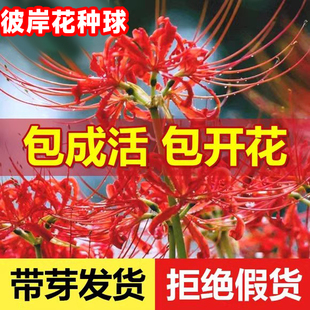 彼岸花种球曼珠沙华盆栽红花换锦石蒜大种球阳台花卉浓香晚香玉