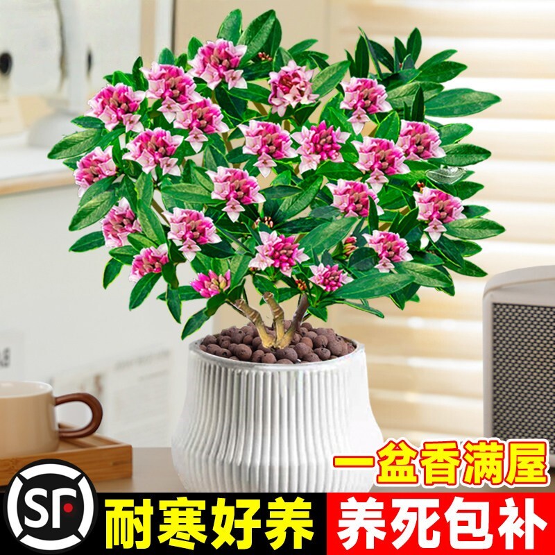 金边瑞香盆栽浓型带花苞植物图片
