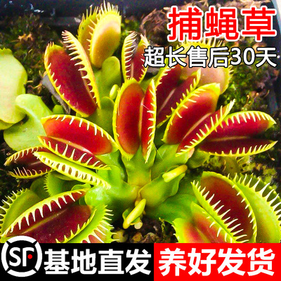 捕蝇草猪笼食虫人花驱蚊超大