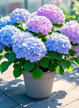 无尽夏绣球花苗盆栽四季卉