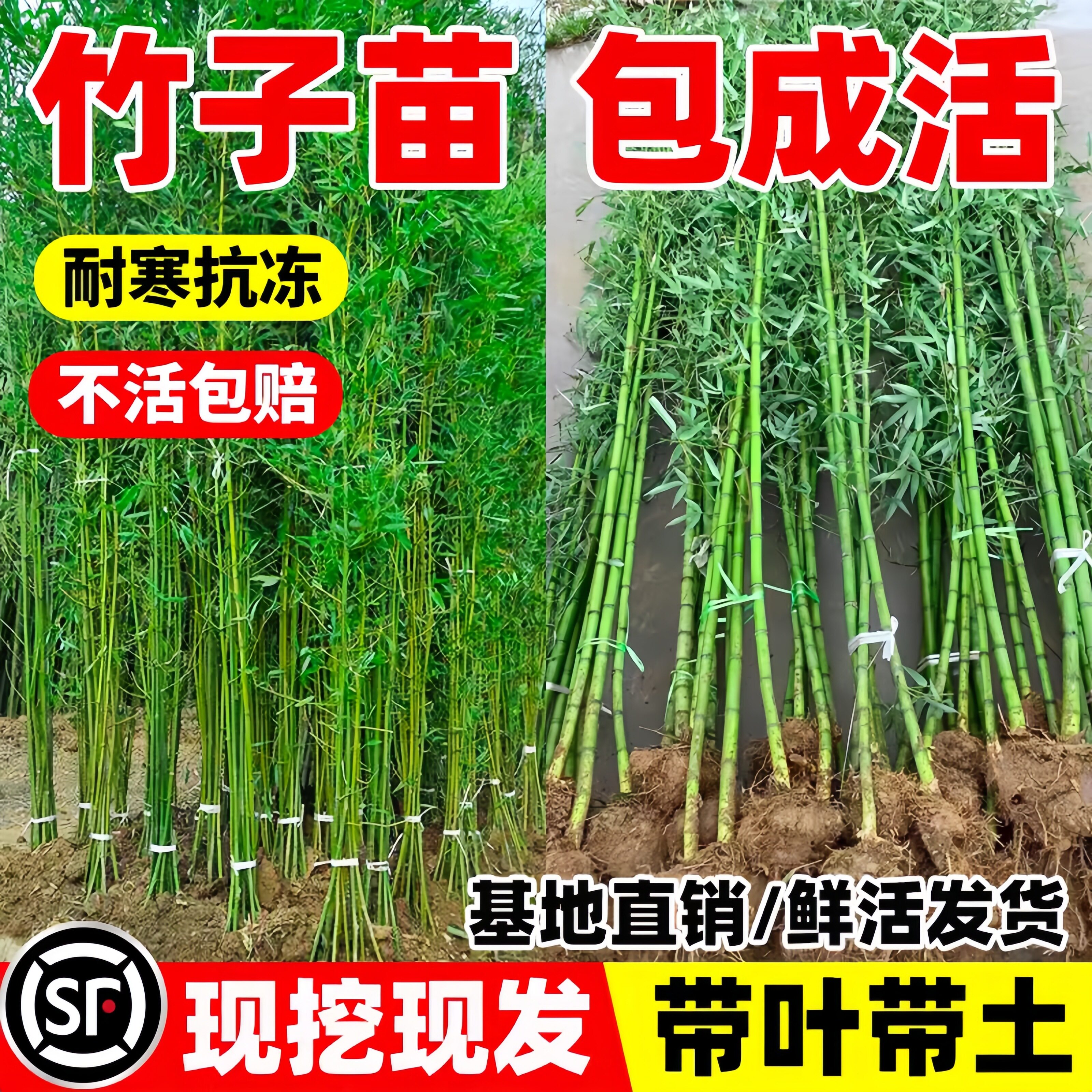 竹子苗庭院室外耐寒植物观赏大型四季青竹盆栽金镶玉罗汉竹紫竹苗