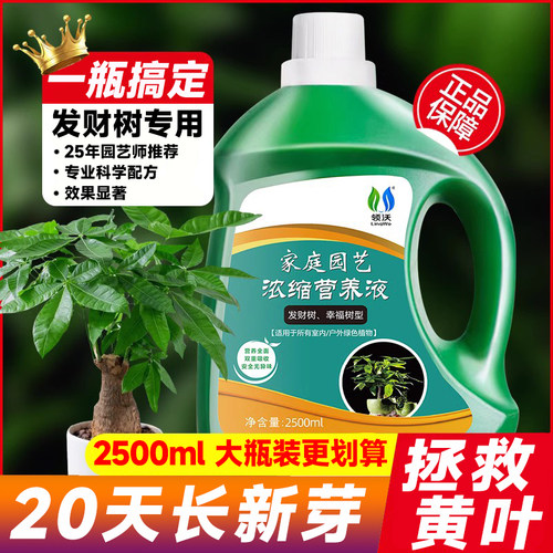 发财树专用营养液黄叶枯烂根