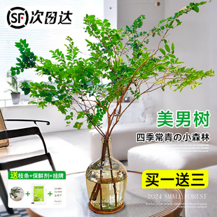 美男树水培植物鲜切枝室内好养四季无土纯水培绿植水养马醉木吊钟