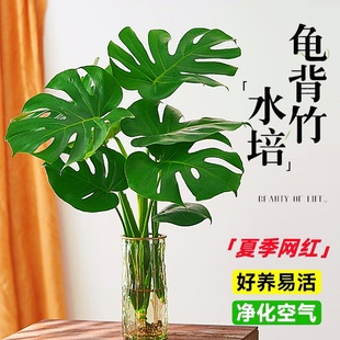 龟背竹水培植物盆栽老桩净化空气室内观叶仙洞春羽天堂鸟大叶绿植