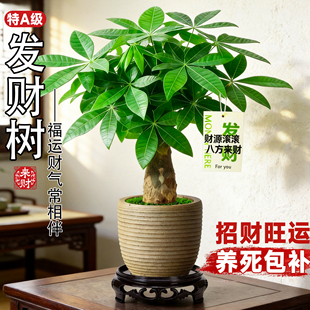 发财树室内小盆栽绿植花卉水培植物绿萝中式四季好养活办公室桌面