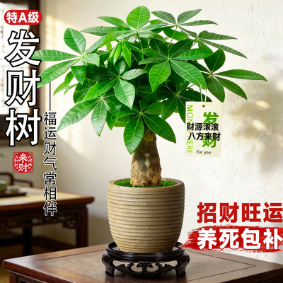 发财树室内小盆栽绿植花卉水培植物绿萝中式四季好养活办公室桌面