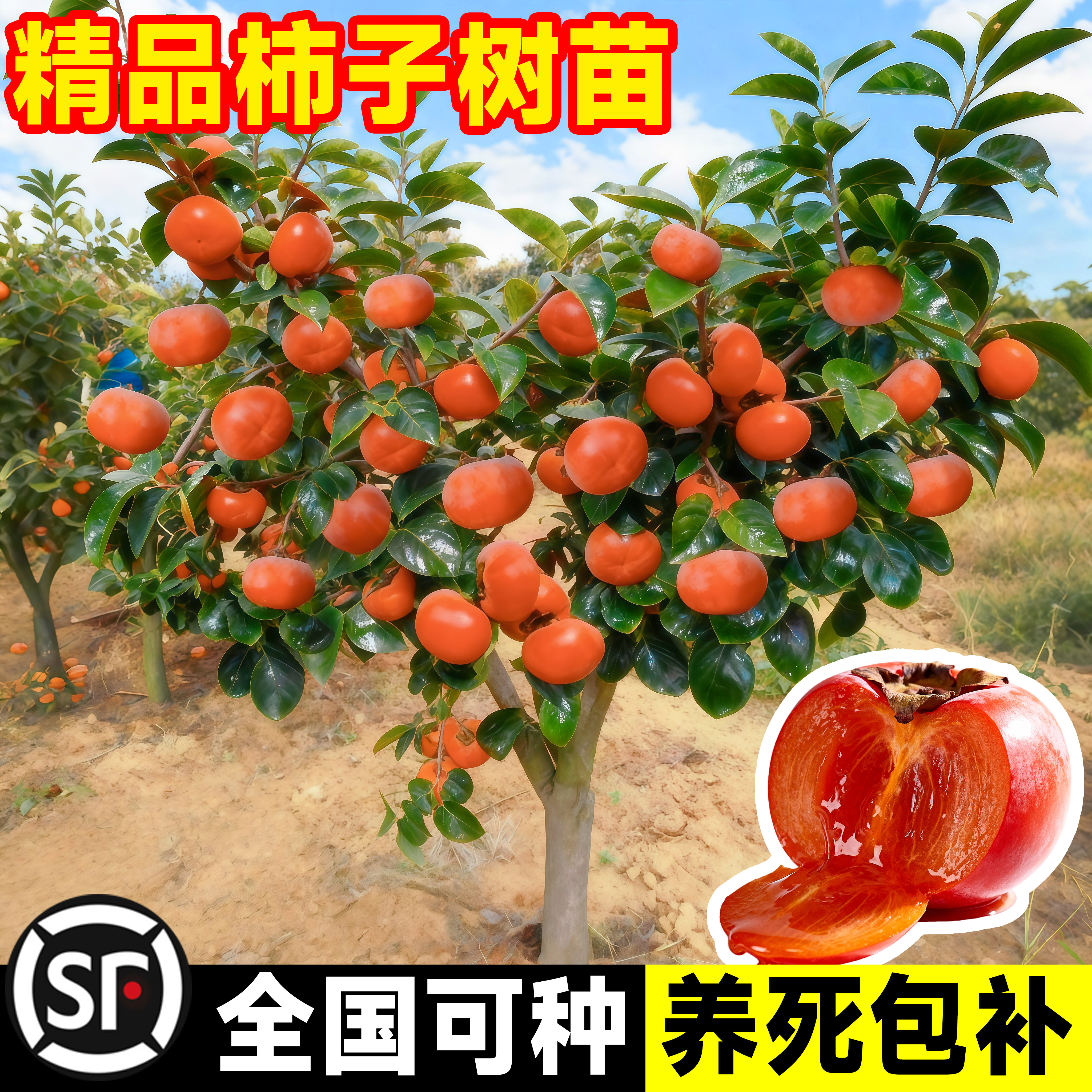 柿子树庭院果苗盆栽嫁接脆