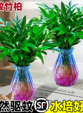 驱蚊竹柏水培植物盆栽绿萝花卉室内外花鲜花办公室四季绿植发财树