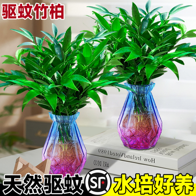 驱蚊竹柏水培植物盆栽绿萝
