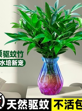 驱蚊竹柏水培植物室内水养绿植花卉盆栽办公室桌面四季常青好养活