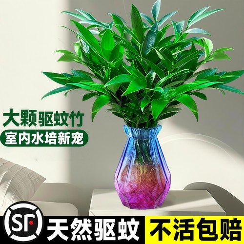 驱蚊竹柏水培植物室内养绿花