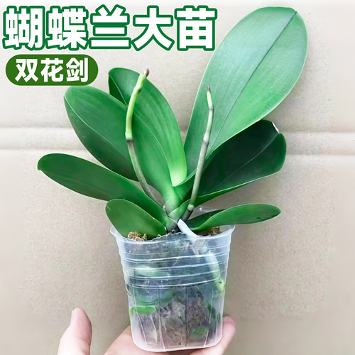 蝴蝶兰带花苞剑大苗盆栽绿
