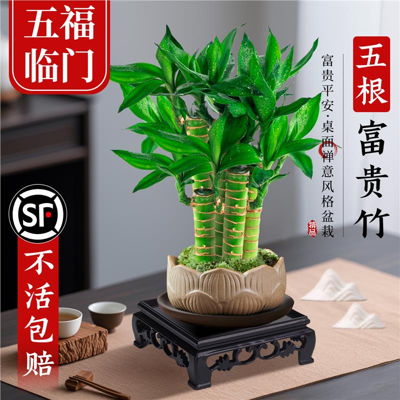 富贵竹植物客厅招财文