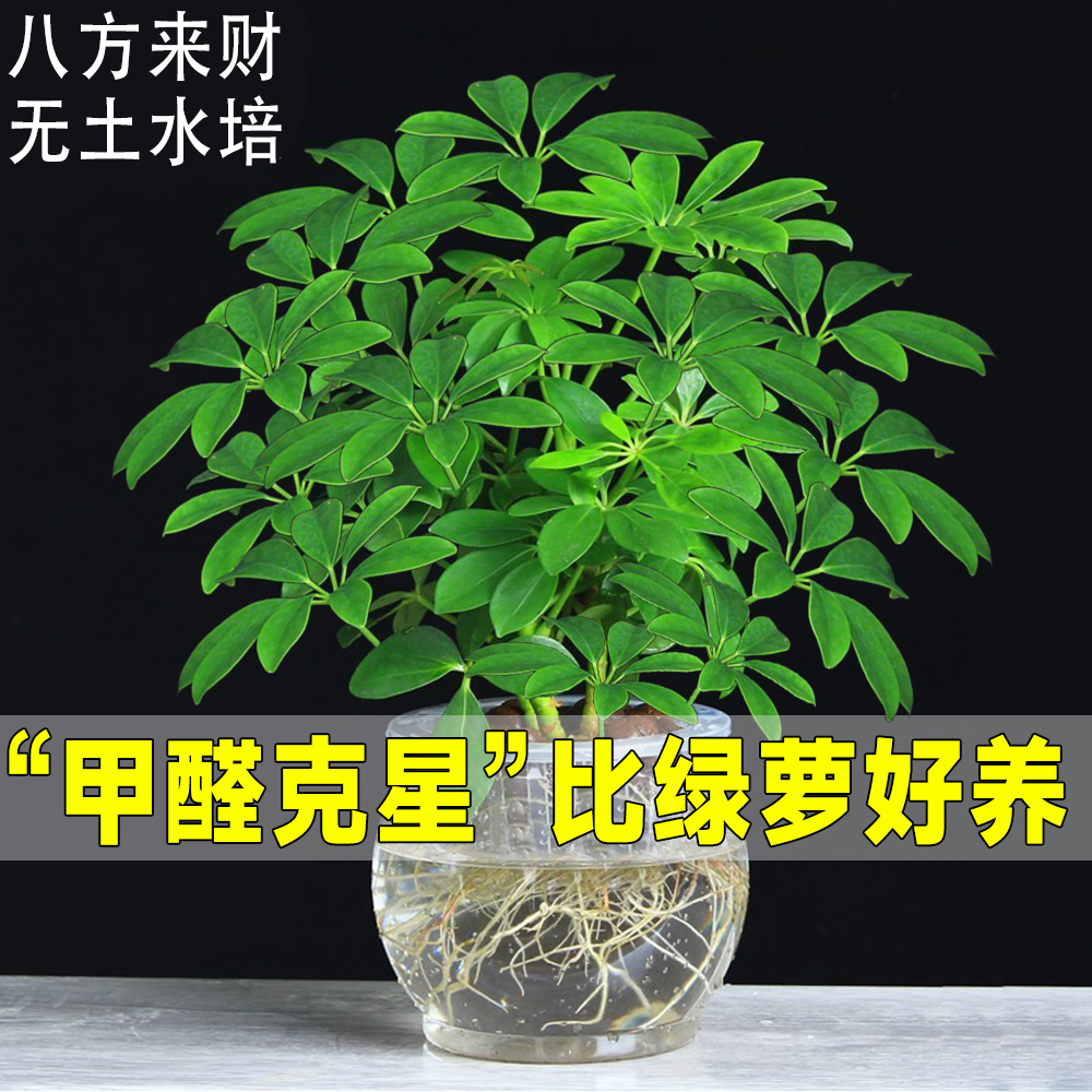 绿植发财树鸭脚木八方来财