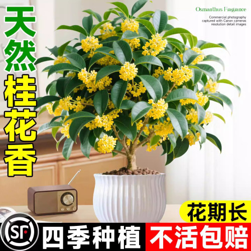 桂花树苗四季盆栽可食用开