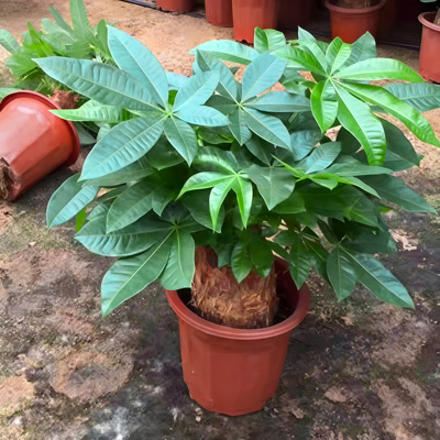 发财树盆栽客厅大绿植好养