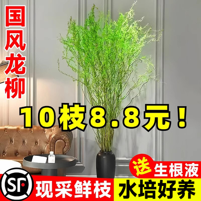 龙柳鲜枝水培植物客厅旺宅
