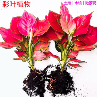 水培植物吉利红室内花卉盆栽绿植九里香水养发财树绿萝富贵竹大全