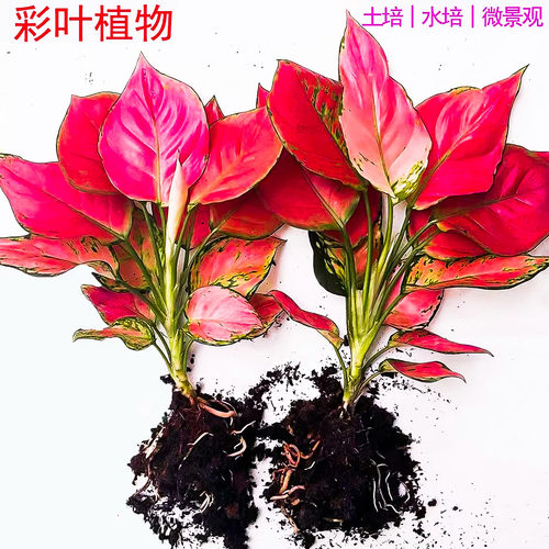 吉利红水养九里香富贵竹发财树