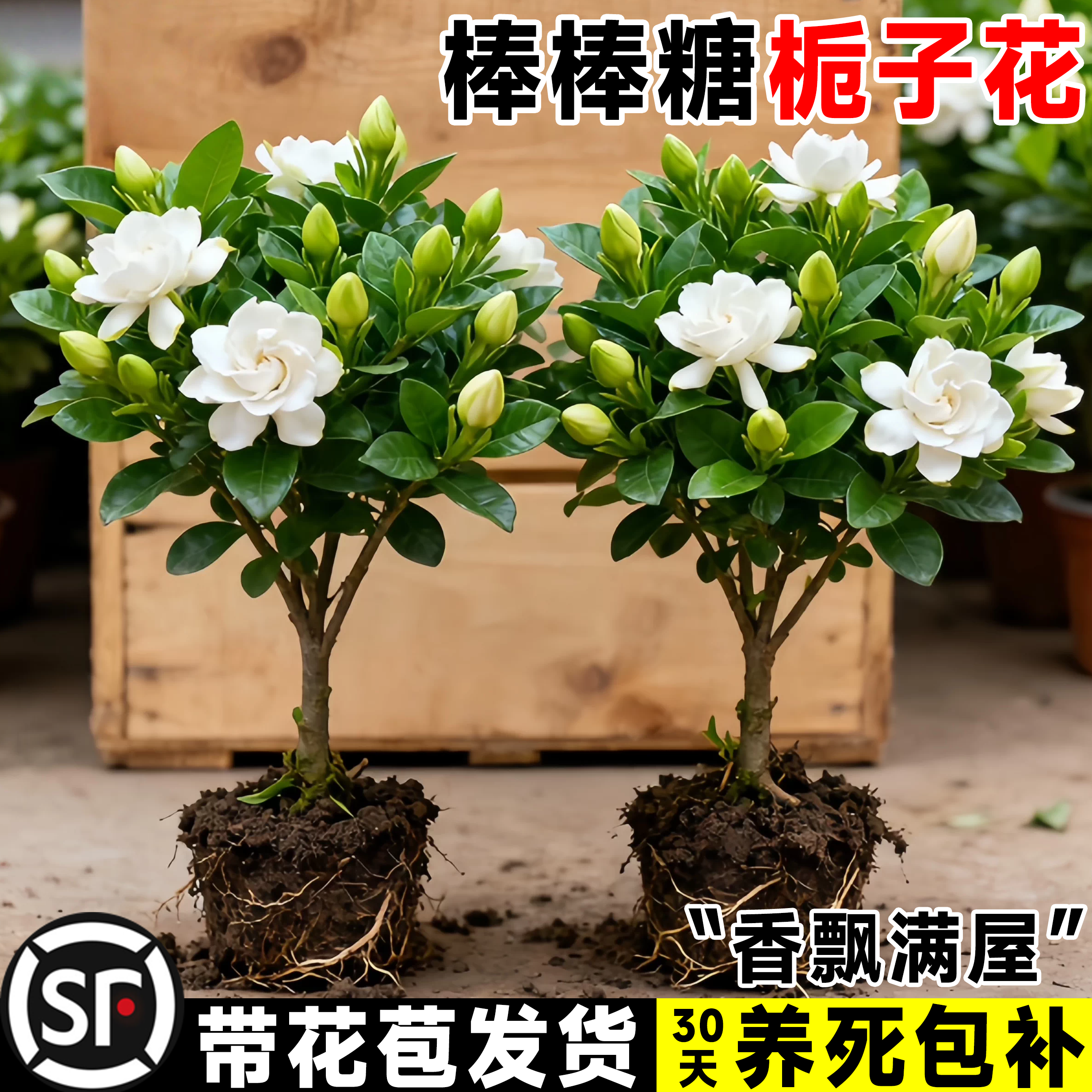 独杆棒棒糖栀子花盆栽四季植物阳台花卉开花绿植带花苞老桩大树苗