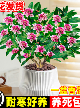 金边瑞香盆栽浓香型带花苞植物室内花卉老桩有香味秋冬养耐寒年宵