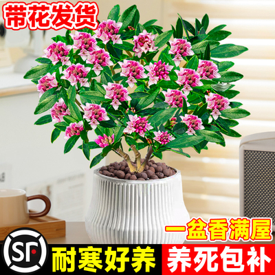 金边瑞香盆栽浓型带花苞植物