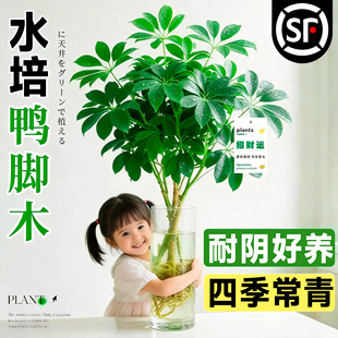 水培鸭脚木老桩八方来财树苗客厅盆栽绿植物办公室内桌面水养花卉