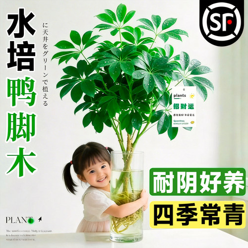 水培鸭脚木老桩八方来财树苗客厅盆栽绿植物办公室内桌面水养花卉