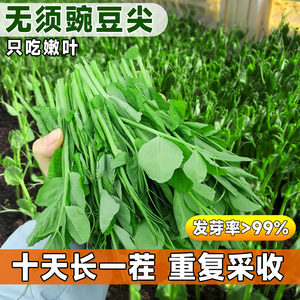 豌豆尖种子无须家庭阳台种植盆栽种苗四季水培龙须蔬菜种籽孑大全