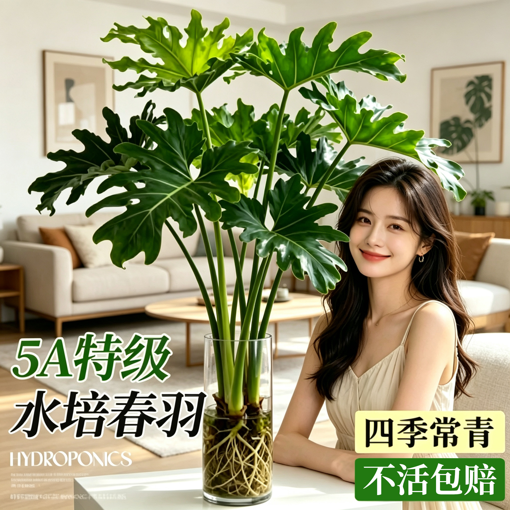 春羽水培植物室内客厅办公图片