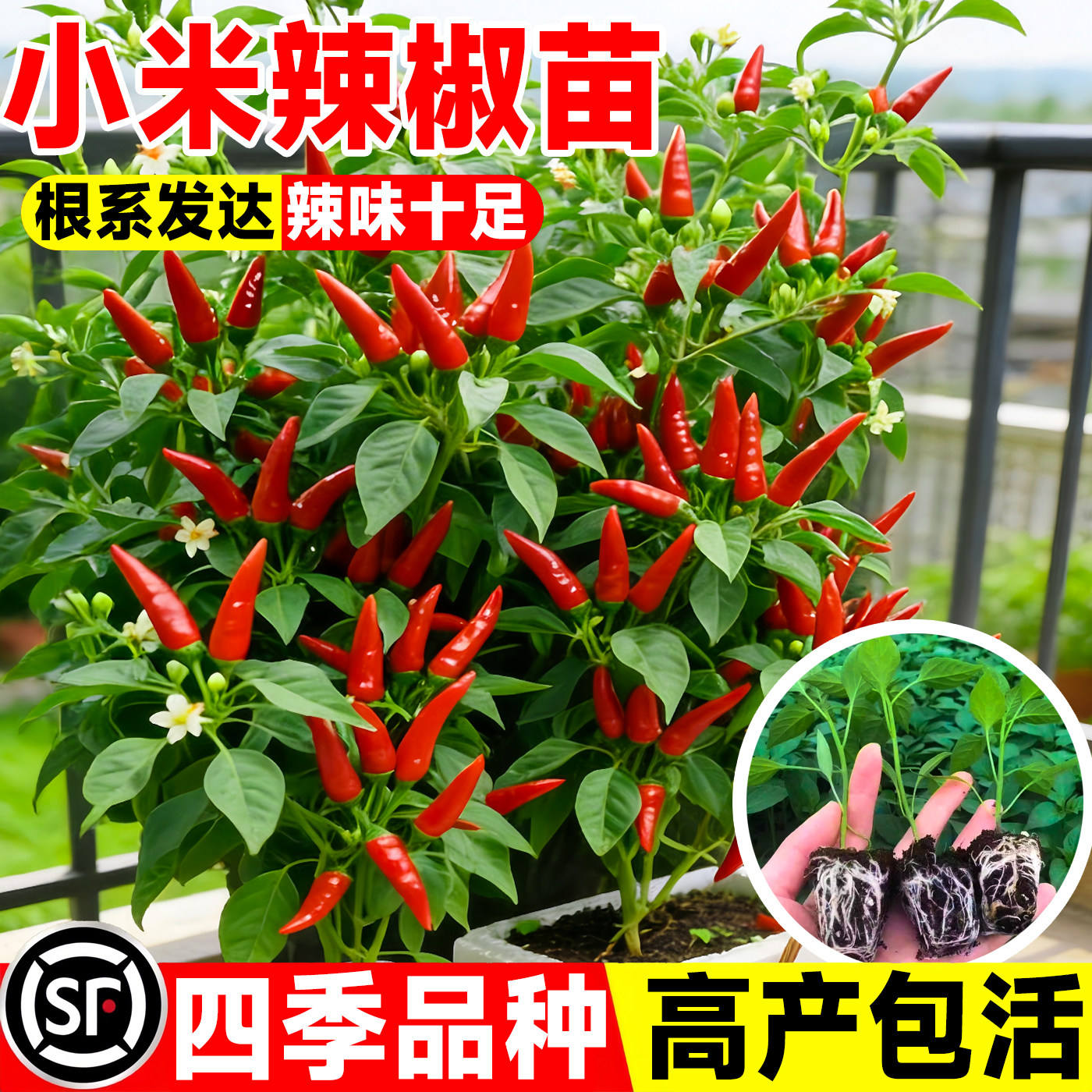 小米辣椒苗秧苗朝天椒四季盆栽螺丝薄皮青椒种籽树苗春蔬菜苗大全