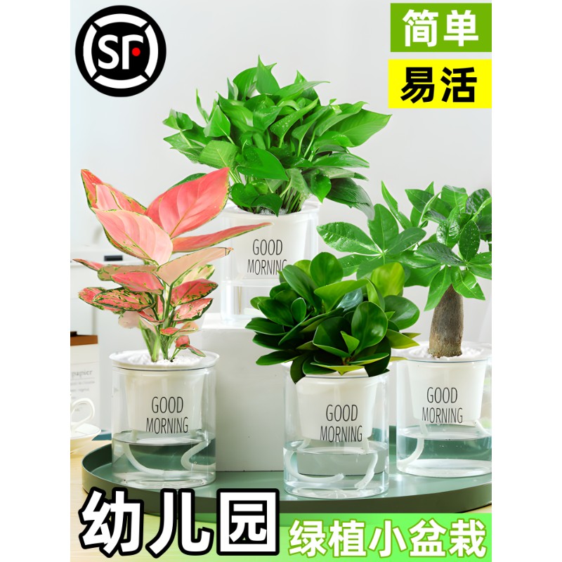 绿植幼儿园小盆栽水培耐寒好养活四季种植绿箩植物室内花卉办公室