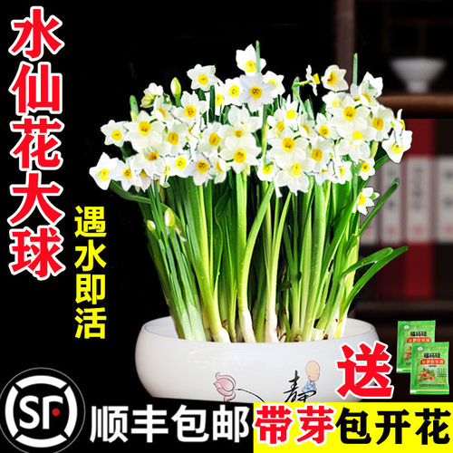 水仙花种球带芽包开花