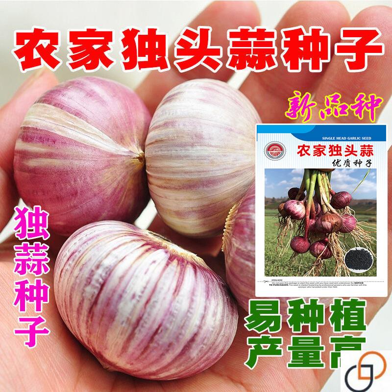 农家独头蒜种子红皮四季紫