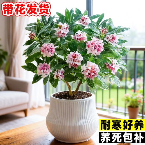 金边瑞香盆栽浓型带花苞植