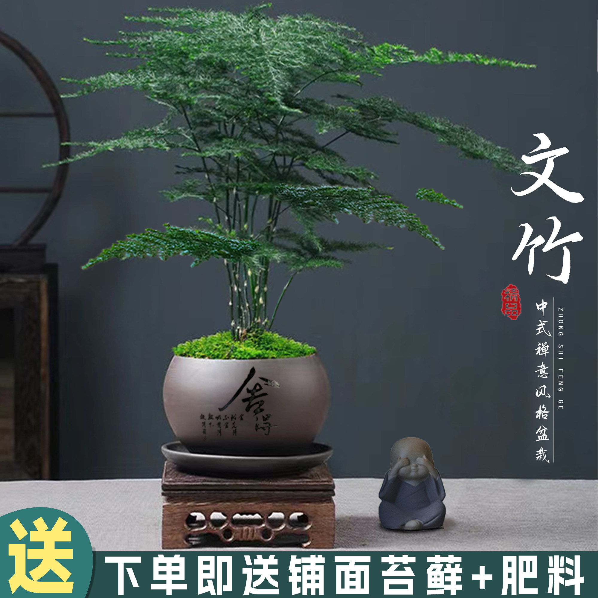 水培文竹盆栽室内客厅盆景好养绿植物办公室高端多肉懒人好养花卉