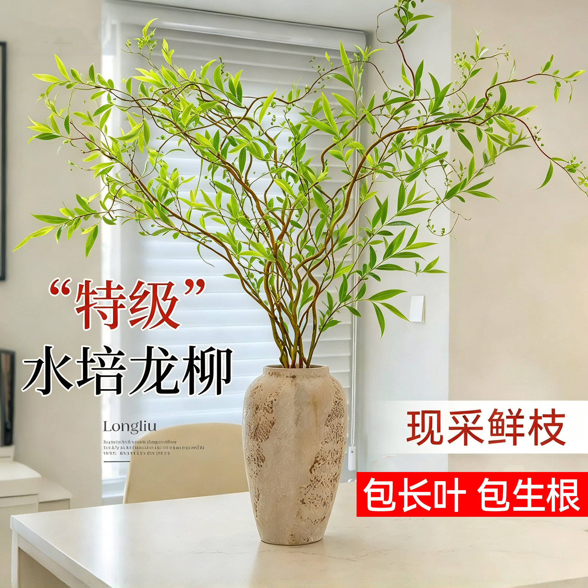 水培龙柳鲜枝植物雪柳干枝带花苞柳条枝客厅绿植花卉室内盆栽好养