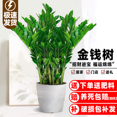 金钱树盆栽植物室内客厅绿好
