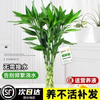 富贵竹水培植物客厅招财绿植花卉室内水竹粗杆带根转运竹水养盆栽